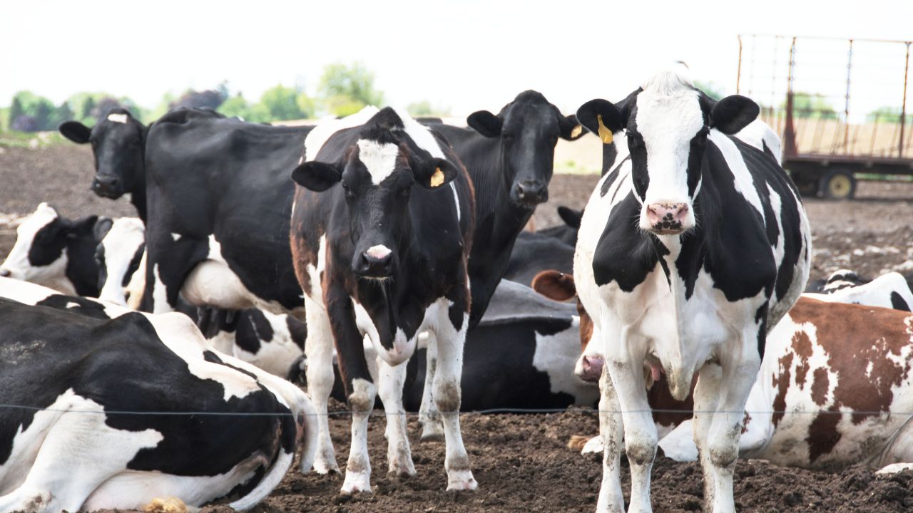 May Dairy Care Tips Animal Health Management Summer Heat Protection Livestock Farming Guide