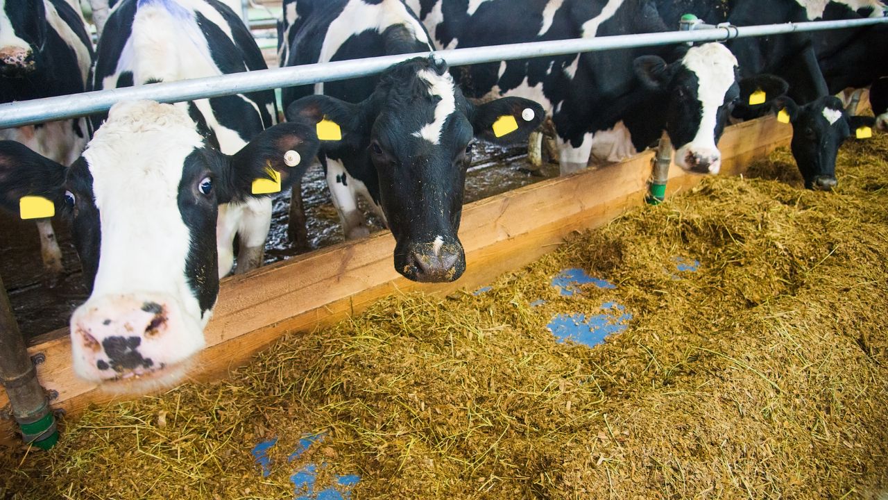 Dairy Farming Tips How To Increase Milk Production In Cows Buffaloes
