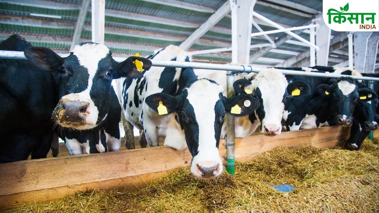 Milk Production Tips Balanced Animal Feed Bihar Dairy Department