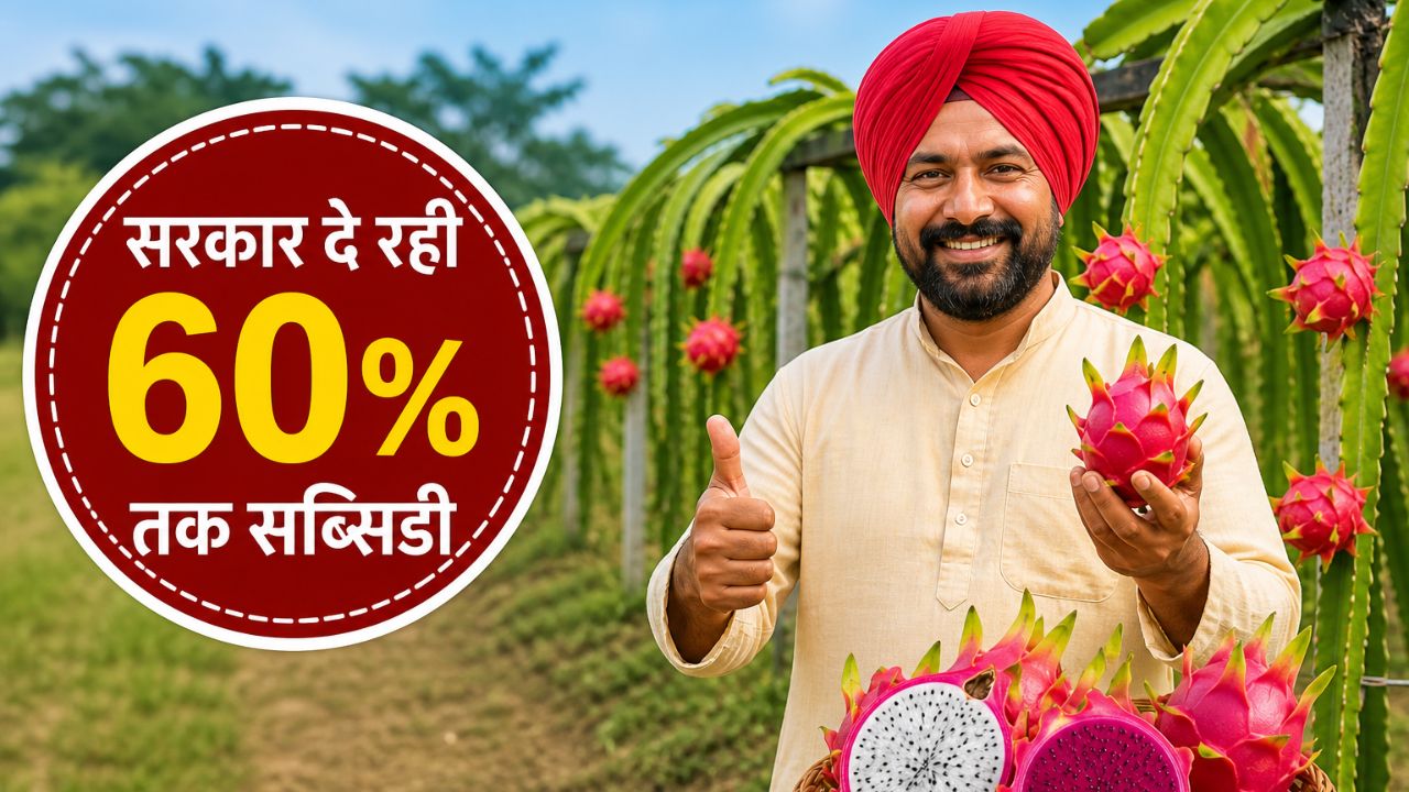 60 Percent Government Subsidy On Dragon Fruit Farming High Profit Crop Cultivation In Uttar Pradesh