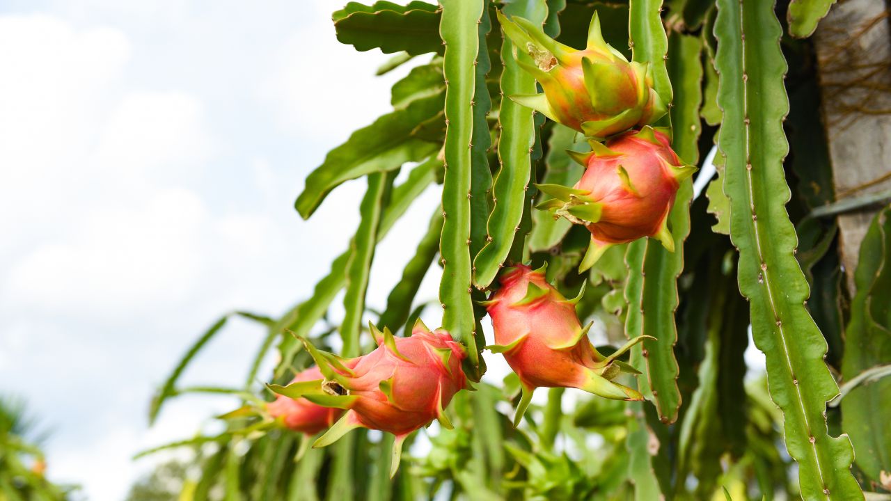 60 Percent Government Subsidy On Dragon Fruit Farming High Profit Crop Cultivation In Uttar Pradesh