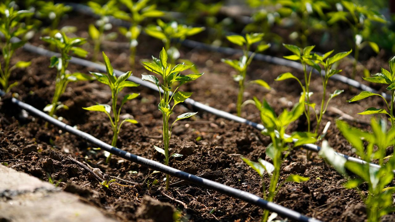 Drip Irrigation Benefits Water Saving Modern Farming Technique For Farmers