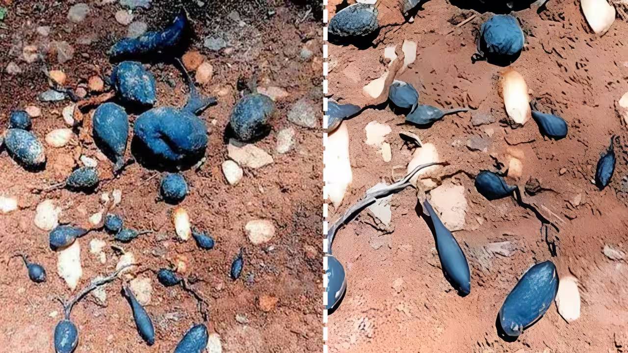 Rare Earth Mango Fungus Found In Kerala Underground Fungal Species Scientists Research