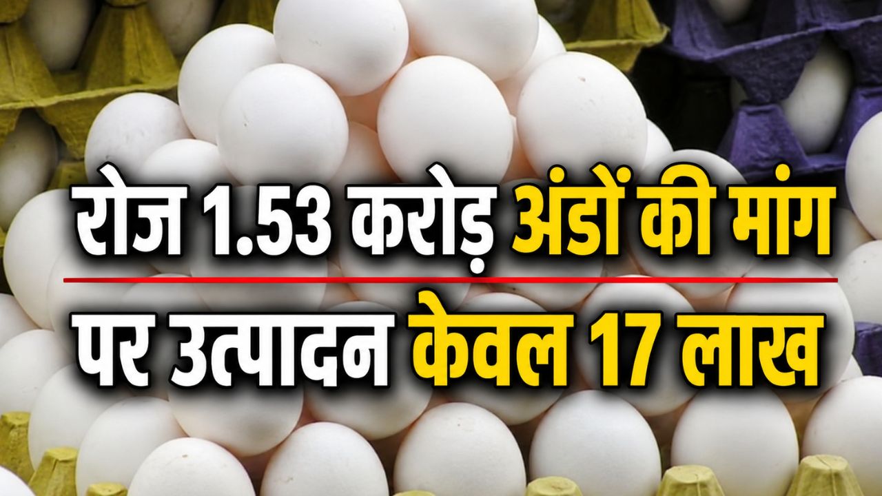 Egg Price Hike Eggs Become Expensive Assam Egg Production