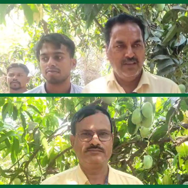 Young Mango farmers