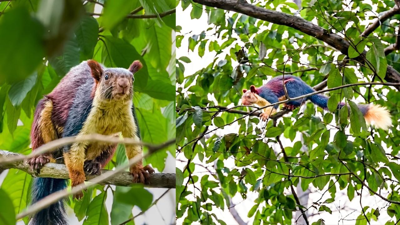 Chhattisgarh Malabar Giant Squirrel Rare Three Feet Long Sighting Forest Wildlife