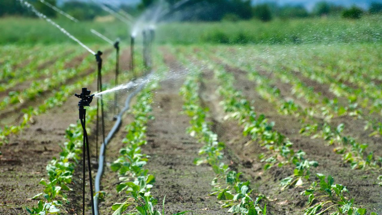 Summer Irrigation Mistake Can Destroy Bottle Gourd Watermelon And Cucurbit Crops Farming