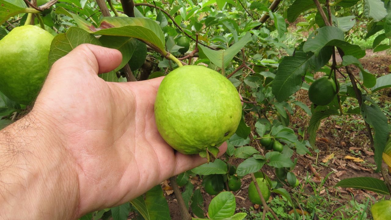 Fruit Fly Control In Guava Pheromone Trap Ipm Method Benefits Amrood Ki Kheti