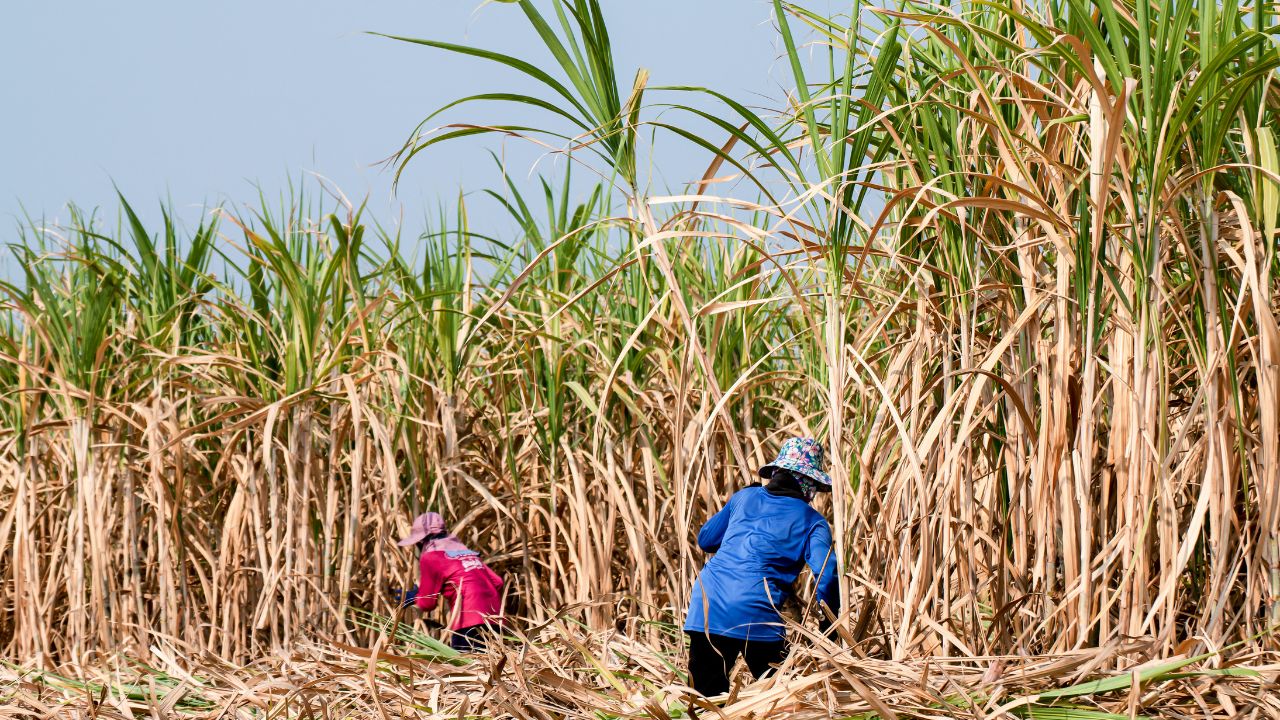 Gujarat Government Gives 1500 Crore Relief To Sugarcane Farmers Cooperative Sugar Mills In Frp Extra Payment Controversy