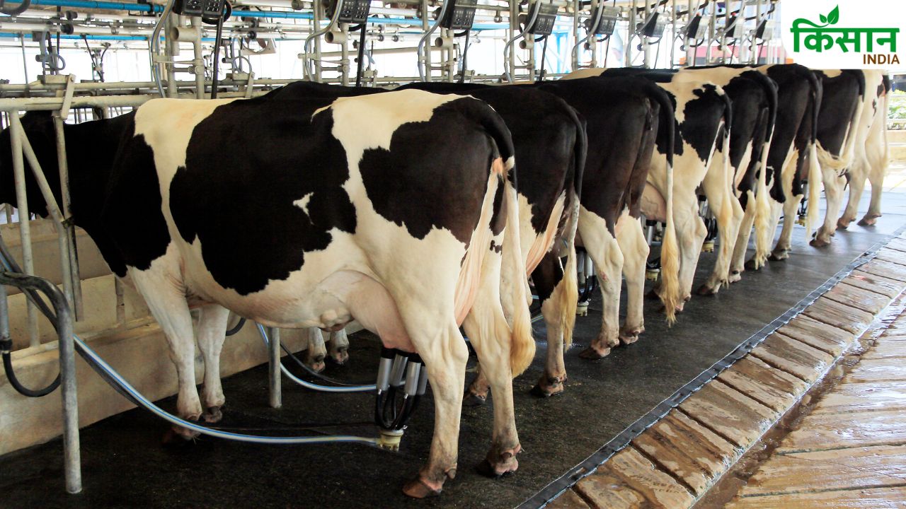 Bihar Dairy Sector Modern Ivf Embryo Transfer Technology For Better Cattle Breeding