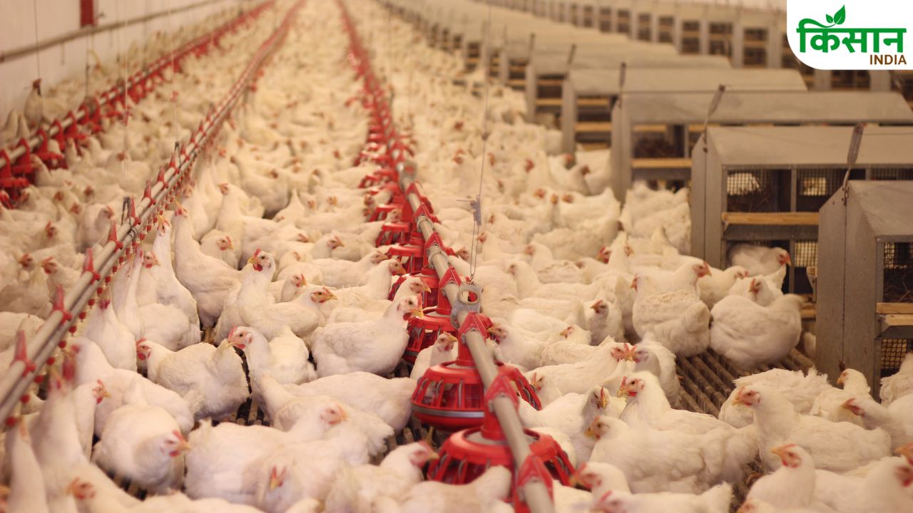 Poultry Farm Care Guidelines Issued By Bihar Animal Husbandry Department