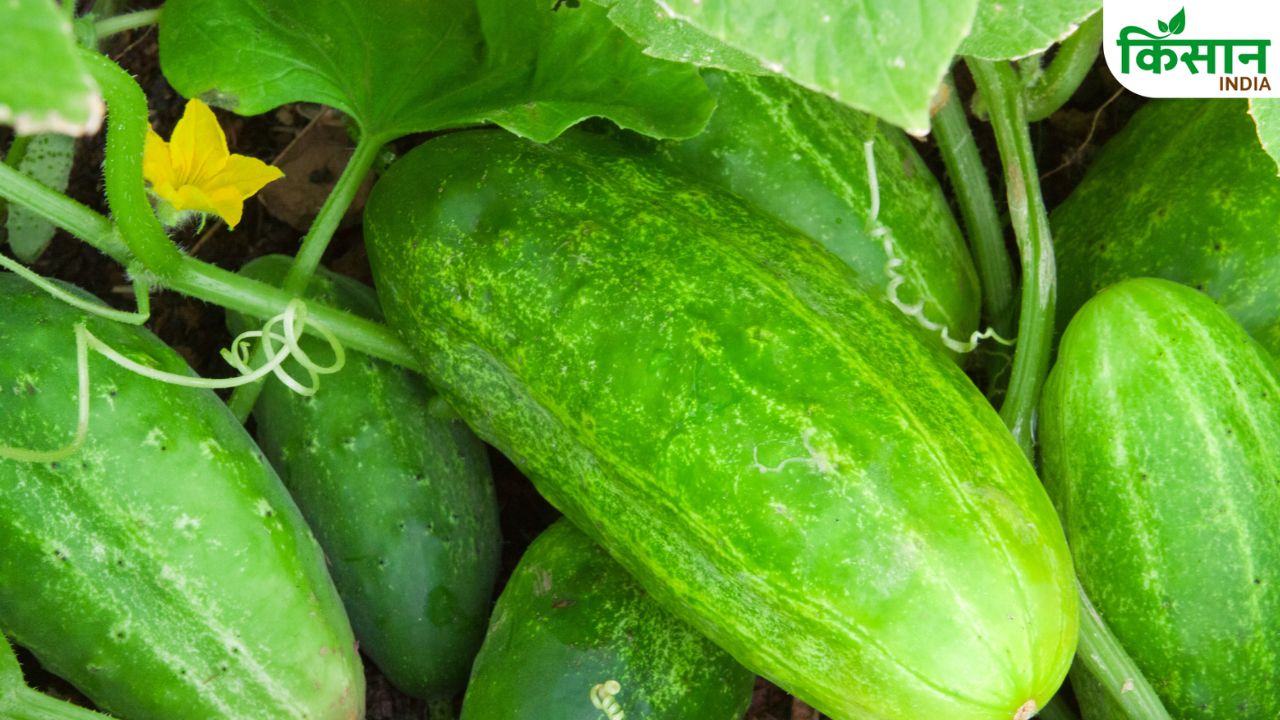 Summer Cucumber Farming Irrigation Tips High Yield Profit Guide
