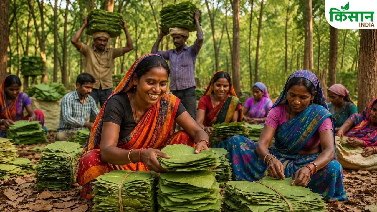 Balrampur Chhattisgarh Tendu Leaf Scheme Benefits 1 Lakh Collectors