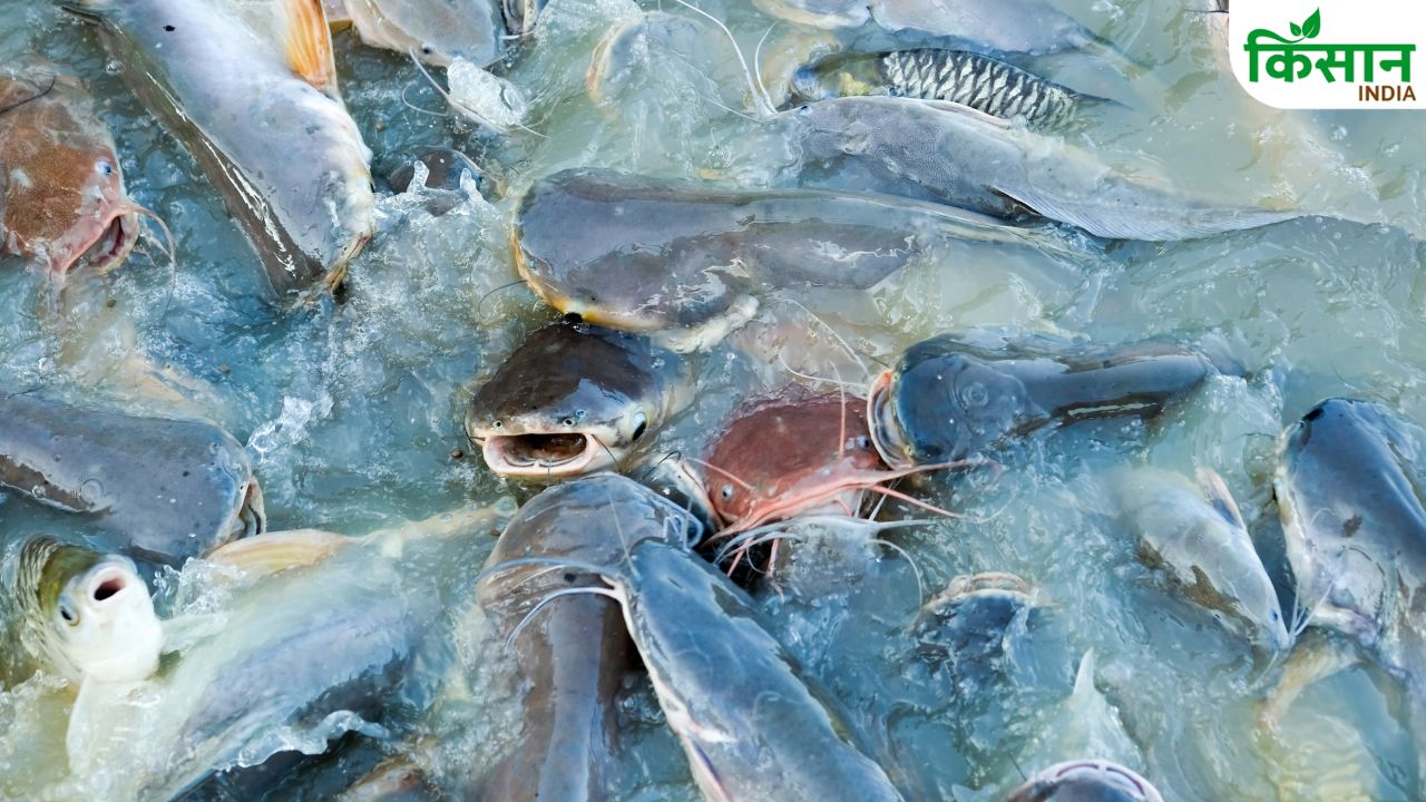 Pm Matsya Sampada Yojana 60 Percent Subsidy On Fish Farming