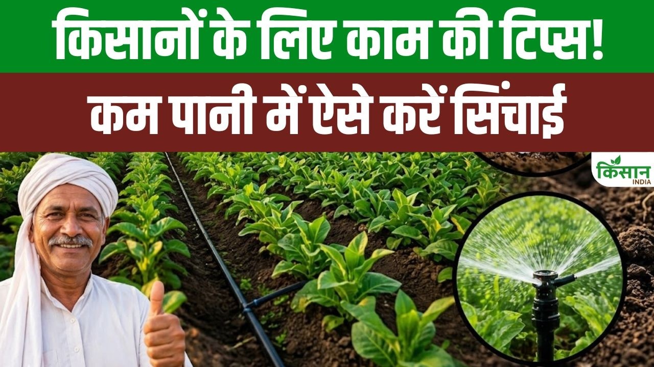 An Easy Way Get More Crops With Less Water Drip Irrigation Reduce Costs And Increase Profits Farmers