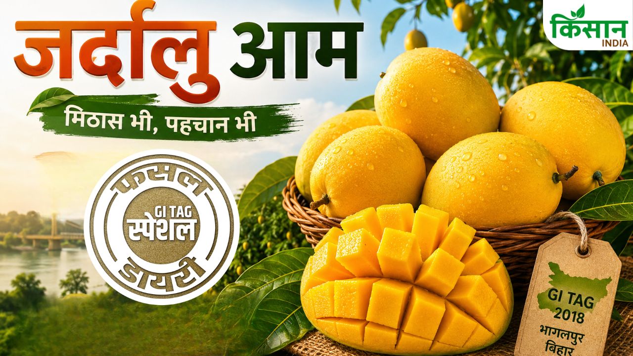 Bihar Gi Tagged Jardalu Mango Of Bhagalpur Famous Mango Variety Growing In India Zardalu Aam Ki Khasiyat