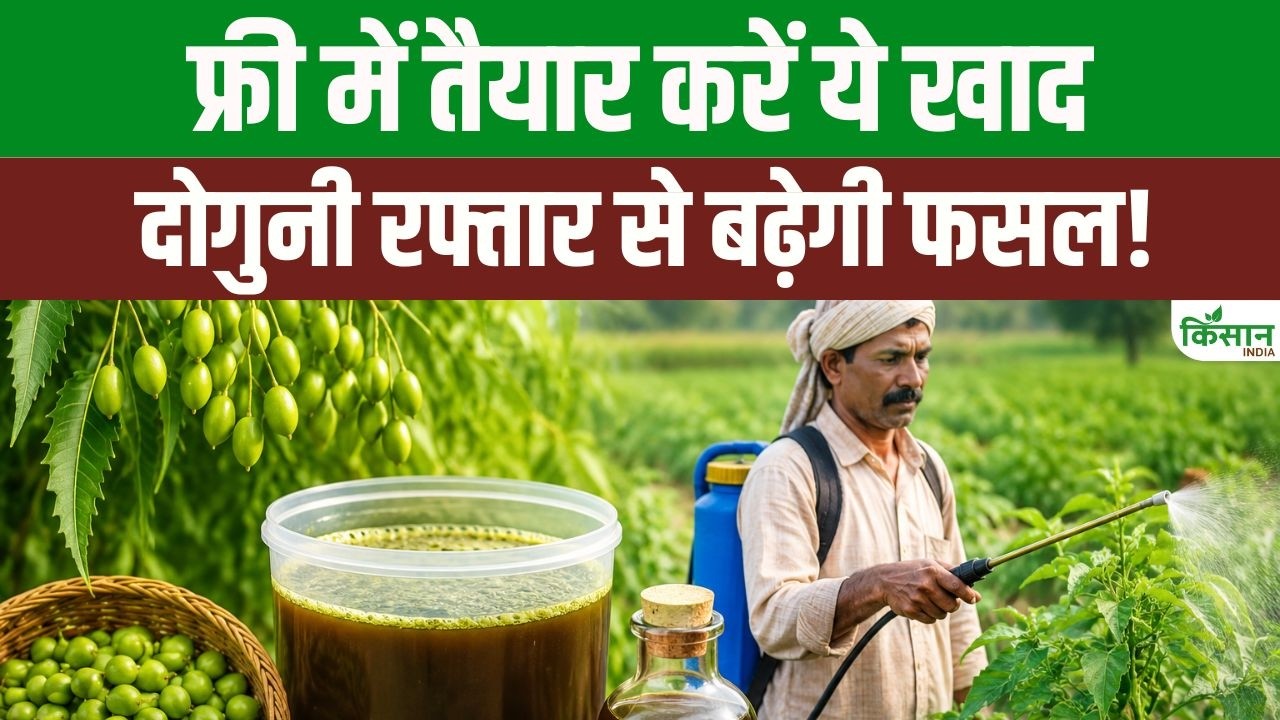 Prepare Indigenous Neem Fertilizer Without Spending Single Penny