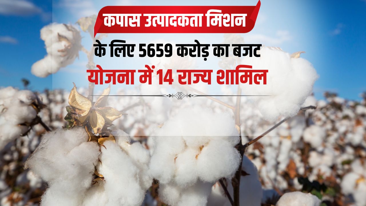 Cotton Kranti Mission Launched To Promote Cotton Cultivation In India