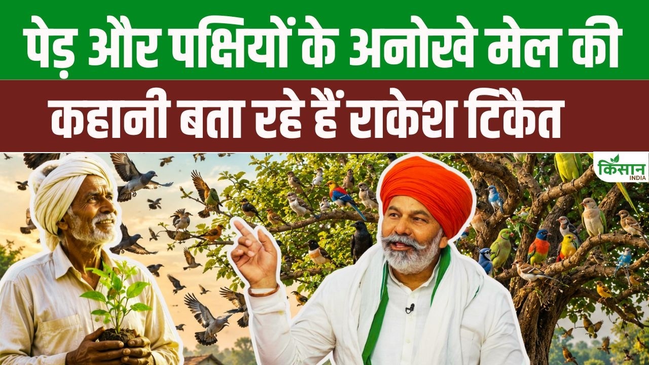 Unique Relationship Between Trees And Birds How They Work Together Grow Forests And Protect Crops