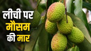 लीची पर मौसम का कहर, फलों के फटने से 60 फीसदी तक नुकसान का खतरा, अभी करें एक्सपर्ट के बताए ये उपाय