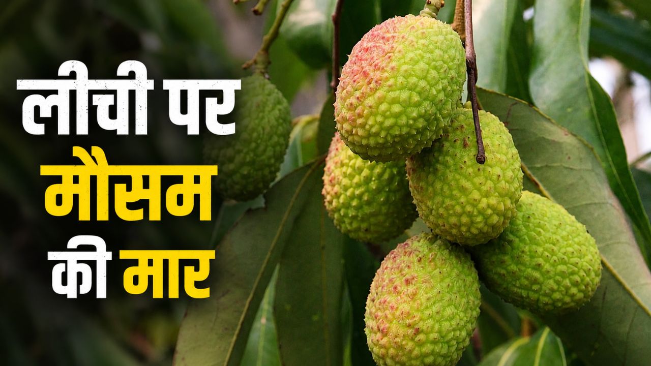 Litchi Fruit Cracking Causes Prevention Tips Boron Calcium Spray In Lychee Farming