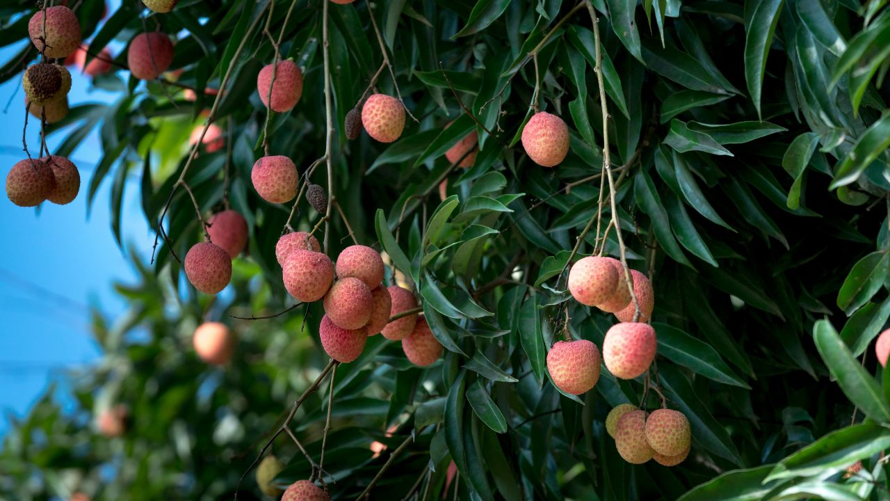 Litchi Pest Control Tips Fruit Borer Management Boron Spray In Litchi