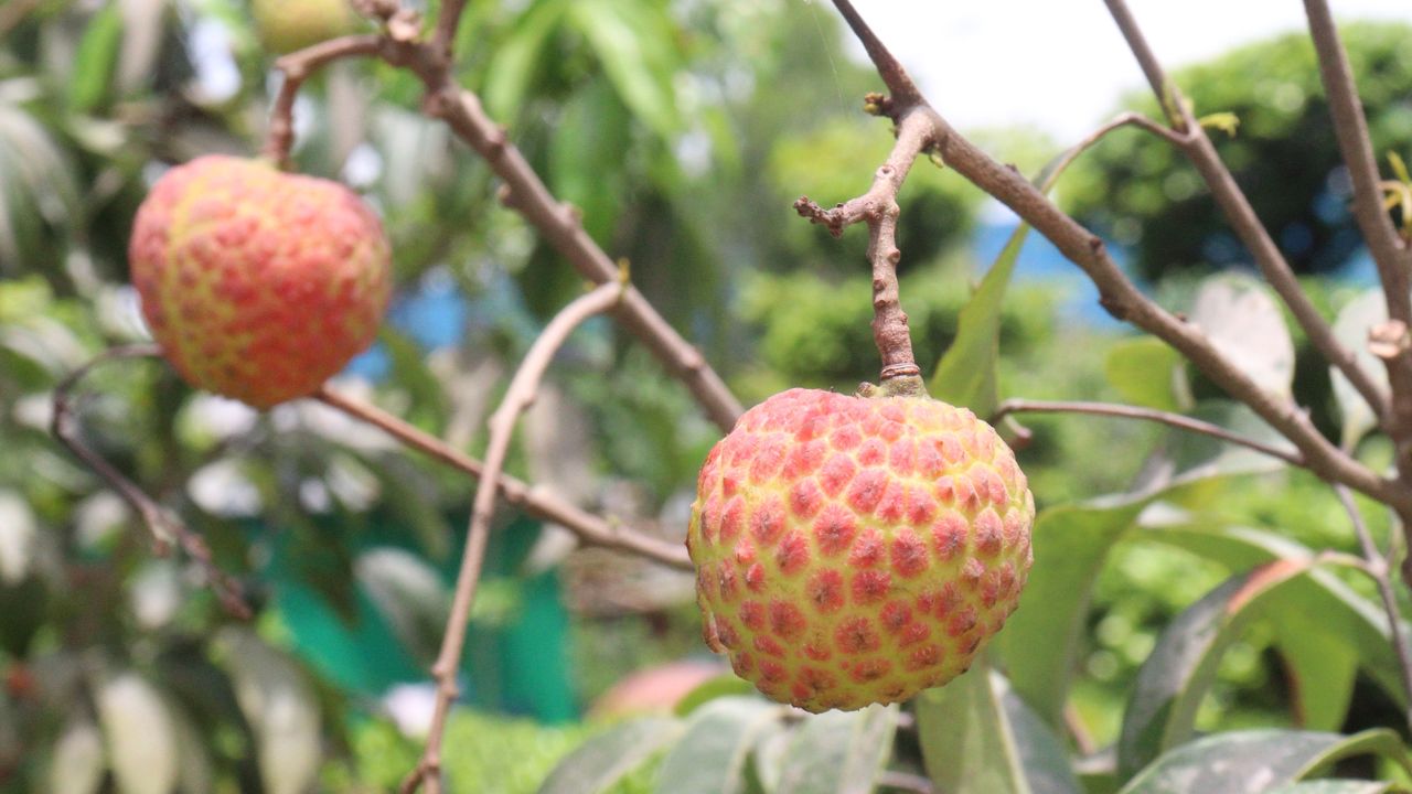 Litchi Farming Tips Pest Control Fruit Borer Management Boron Spray Benefits Pre Harvest Spray Guide