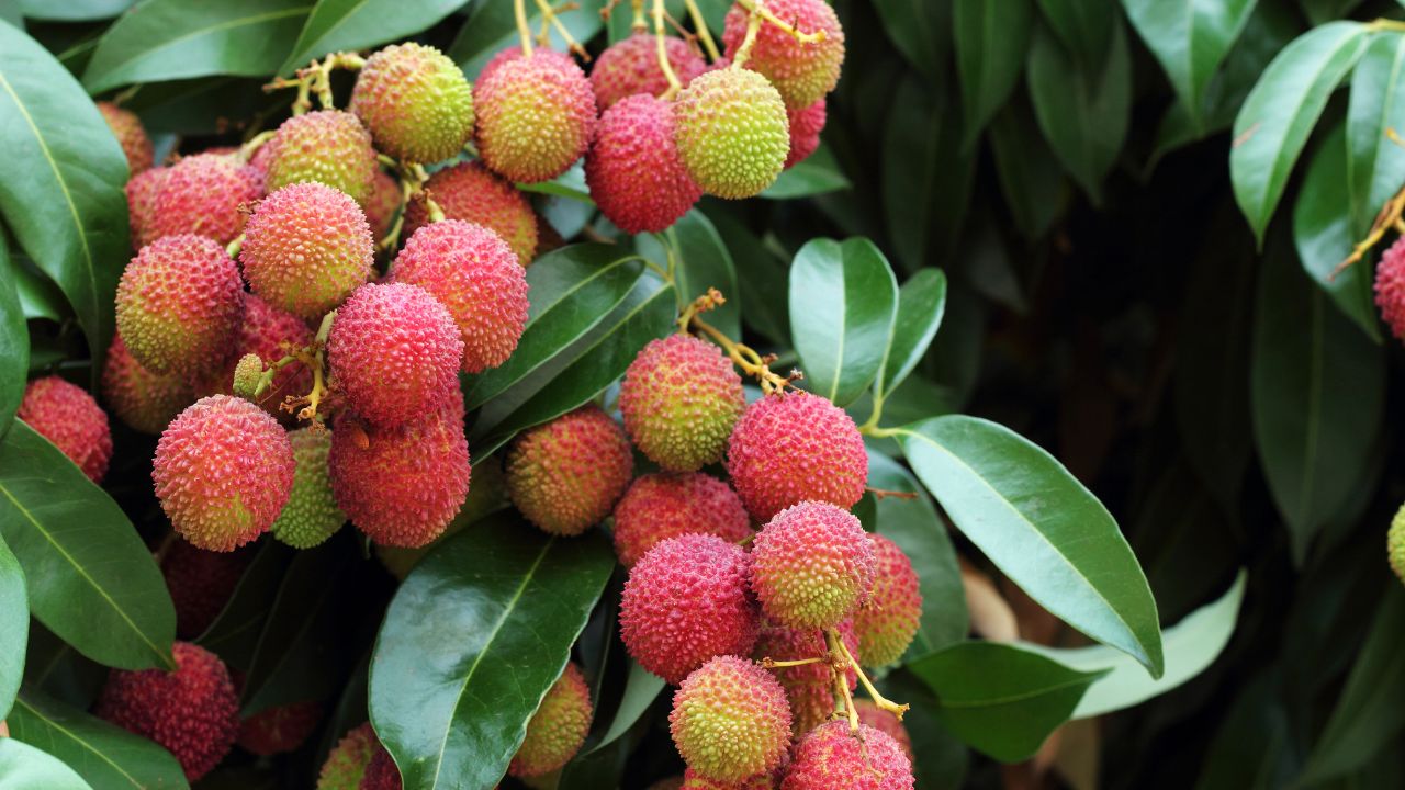Climate Change Hits Bihar Litchi Crop Hard Farmers Face Up To 70 Percent Loss In Muzaffarpur Orchards