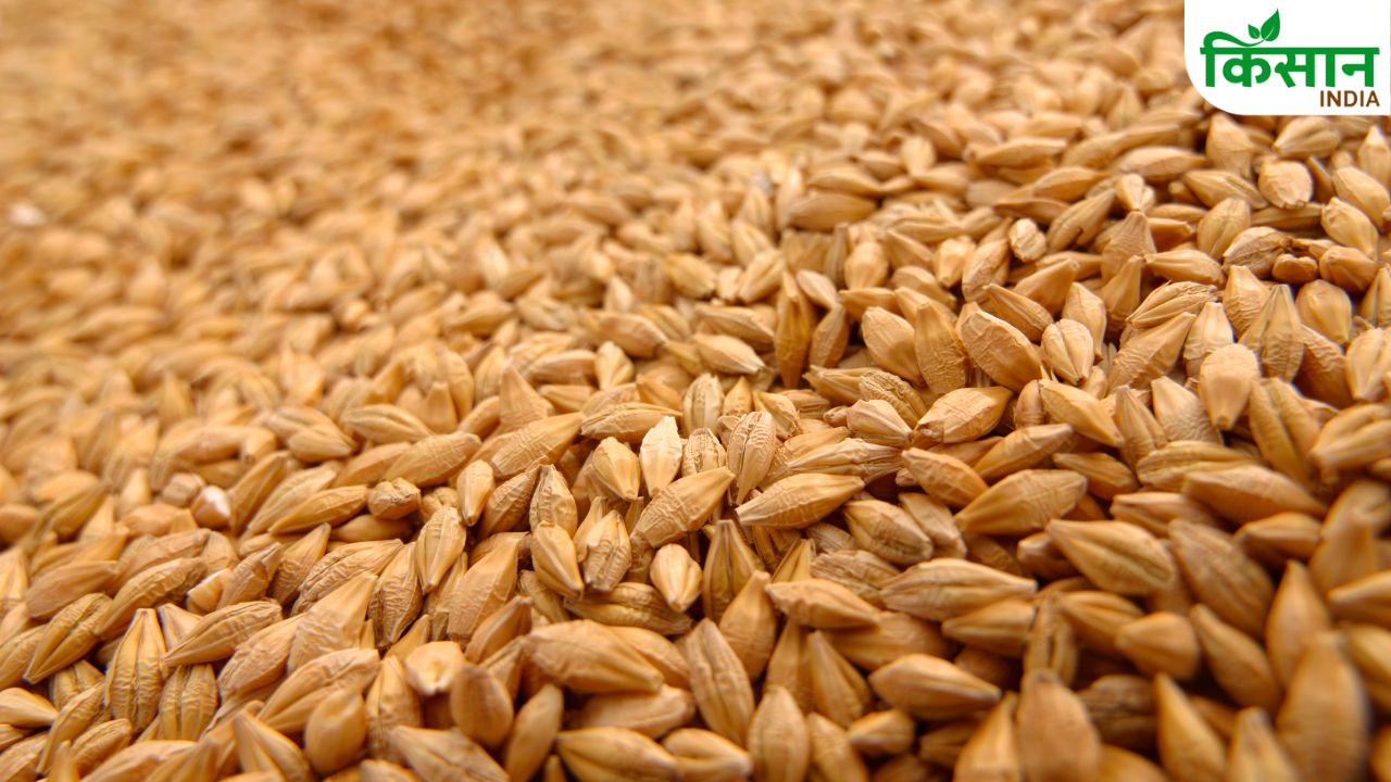 Rain Soaked Your Wheat Small Mistake Ruin Your Entire Grain Save Your Hard Work And Profits