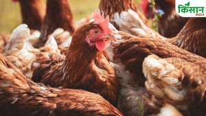 Poultry Business: मुर्गीपालन से 25 दिन में 40000 की कमाई, जान लें बिजनेस और मुनाफे का गणित Poultry Business: मुर्गीपालन से 25 दिन में 40000 की कमाई, जान लें बिजनेस और मुनाफे का गणित