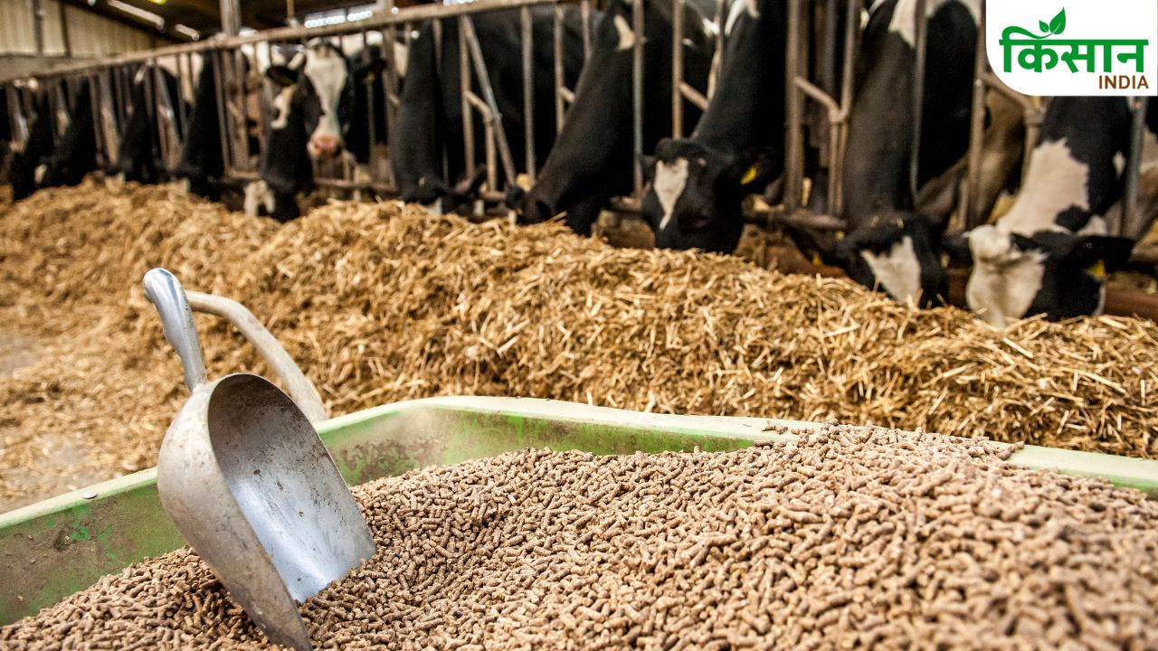How To Improve Animal Milk Production During Heatwave Balanced Animal Feed Dairy Farming Milk Production Tips
