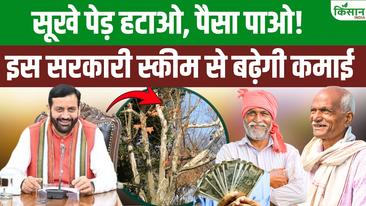 Haryana Government Big Decision Farmers Who Remove Dry Trees Now Get Direct Financial Benefit