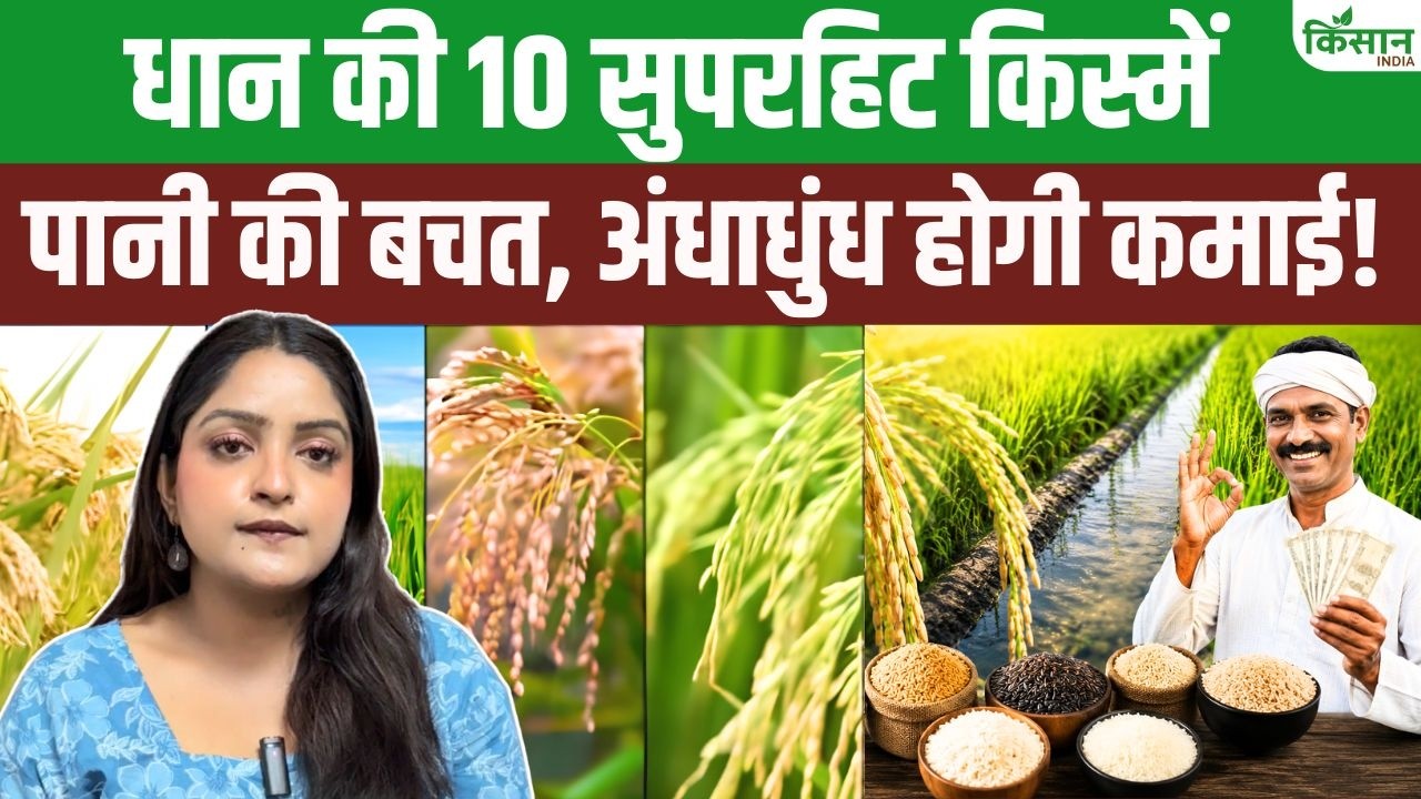 Less Water Yield More New Improved Rice Varieties Provide Farmers With Bumper Yields And Substantial Profits