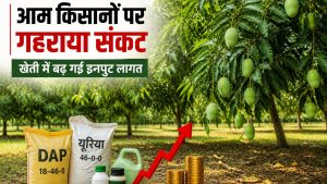 आम में लगी गंभीर बीमारी.. 50 फीसदी तक पैदावार में गिरावट, किसान कैसे निकालें लागत ?