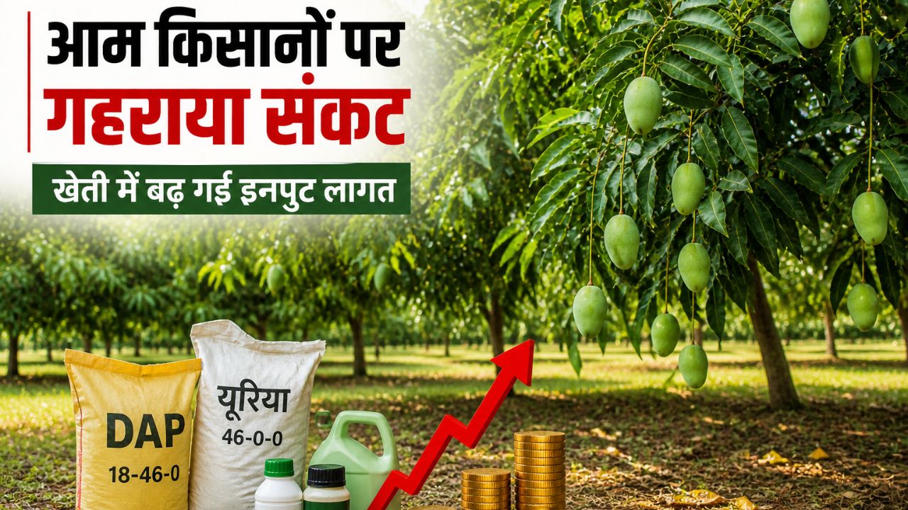 Mango Cultivation Common Crop Disease Yield Declines By Up To 50 Percent
