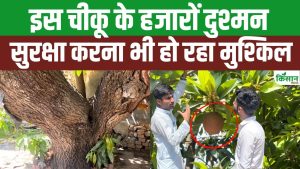 108 साल पुराना ऐतिहासिक चीकू का पेड़! Iraq से भारत लाई गई ये दुर्लभ किस्म!