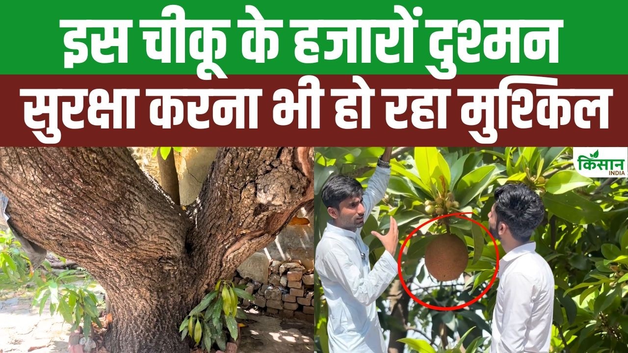 Chikoo Farming 108 Year Old Historic Sapota Tree This Rare Variety Was Brought To India From Iraq Sapota Sapodilla Chikoo Tree