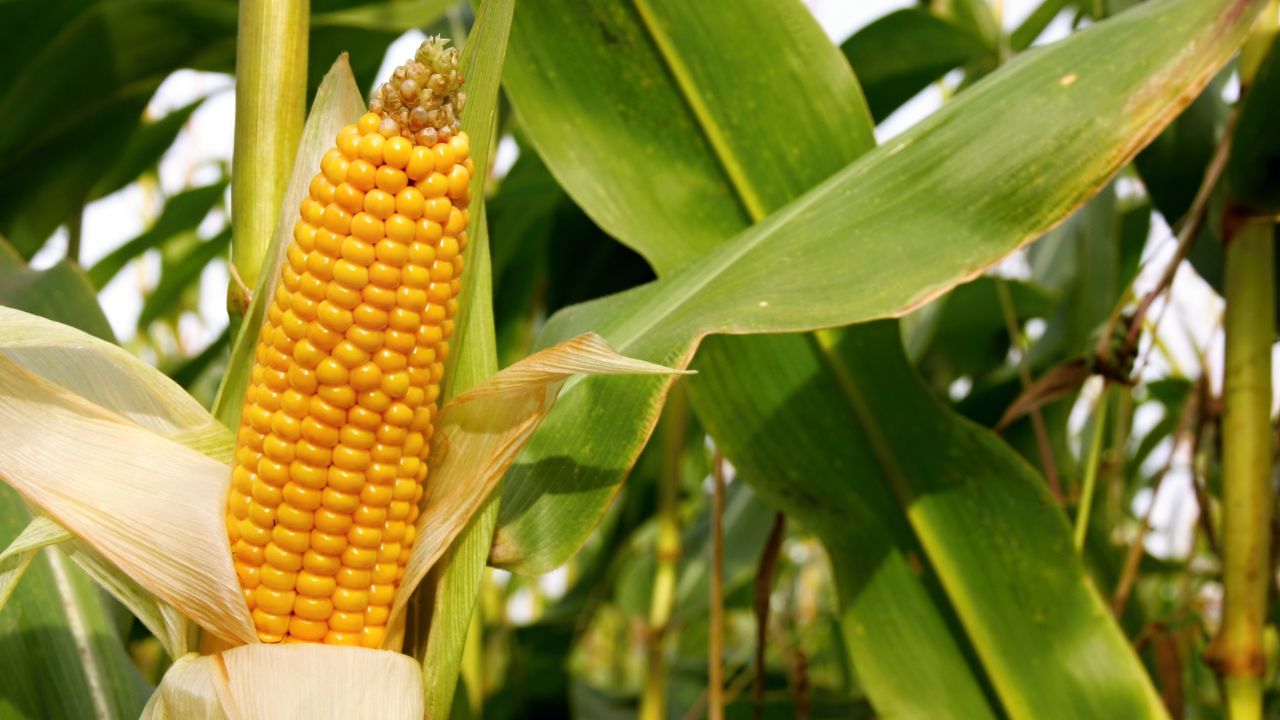 Makke Ki Kheti Tips To Save Maize Crop From Damage Pest Attack Neem Spray To Increase Corn Yield