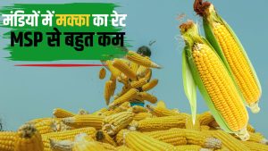 मक्का किसानों के लिए राहत, MSP पर फसल की खरीद.. मंत्री ने मार्कफेड को दिए सख्त निर्देश मक्का किसानों के लिए राहत, MSP पर फसल की खरीद.. मंत्री ने मार्कफेड को दिए सख्त निर्देश