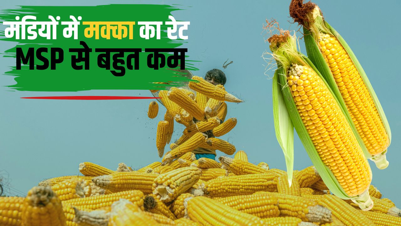 Telangana Maize Procurement Maize Procurement Picks Up Maize Market Rates