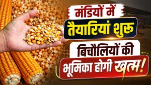 किसानों को बड़ी राहत, इस दिन से MSP पर शुरू होगी मक्का की खरीद