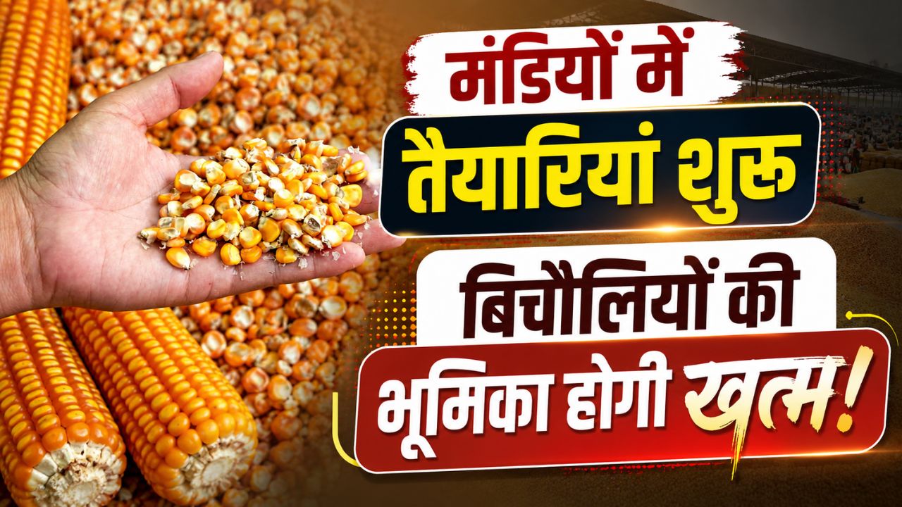 Maize Procurement Will Begin In Gonda District Uttar Pradesh From 15 June