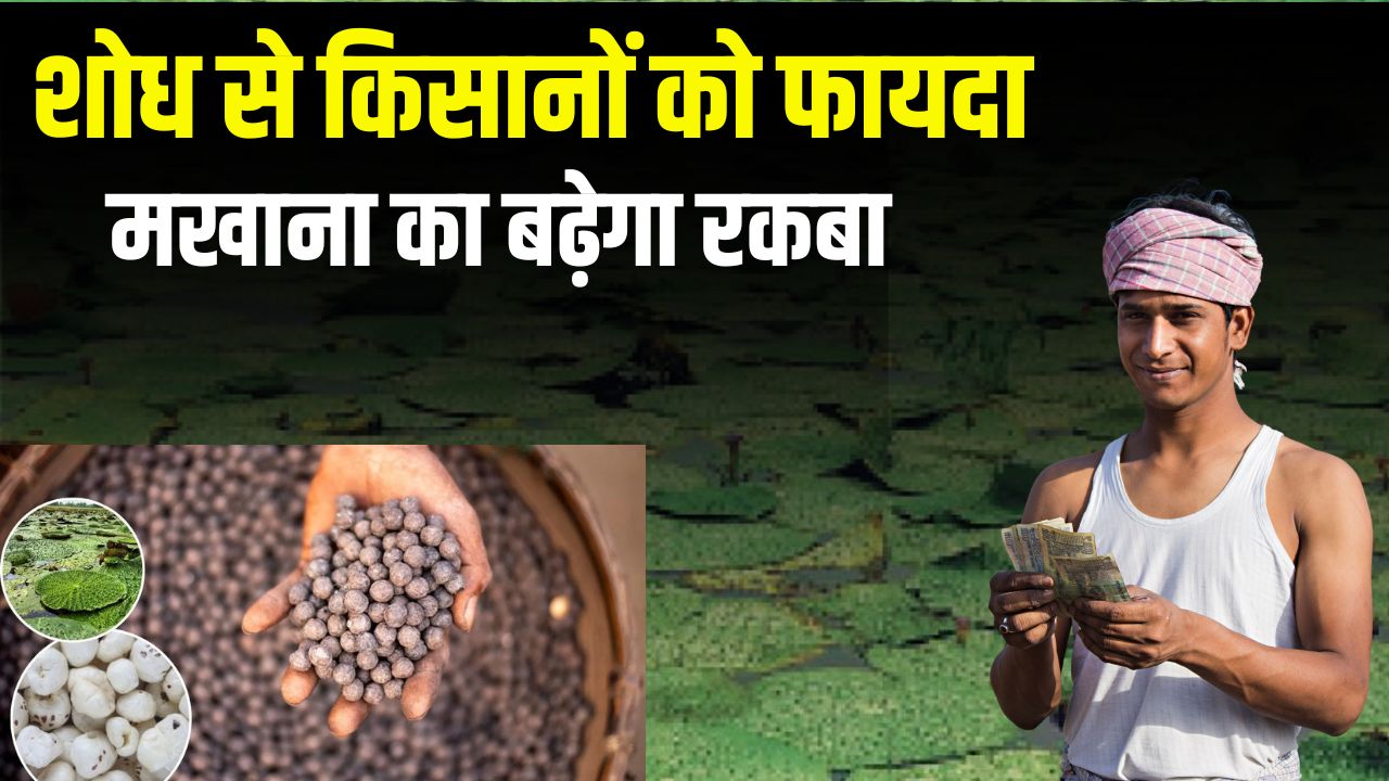 Thorn Free Makhana Crop Bihar Agricultural University Scientific Research