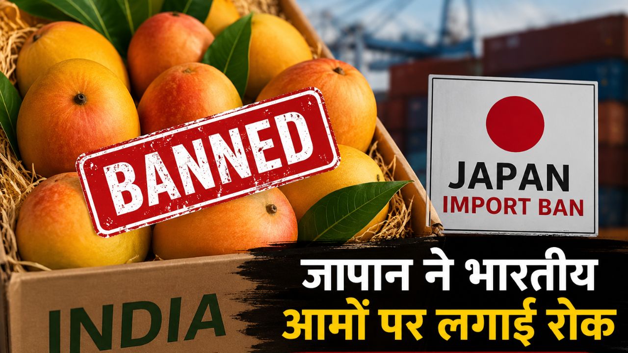 India Mango Export Japan Banned Mangoes Import Due To Fumigation Issue Alphonso Kesar