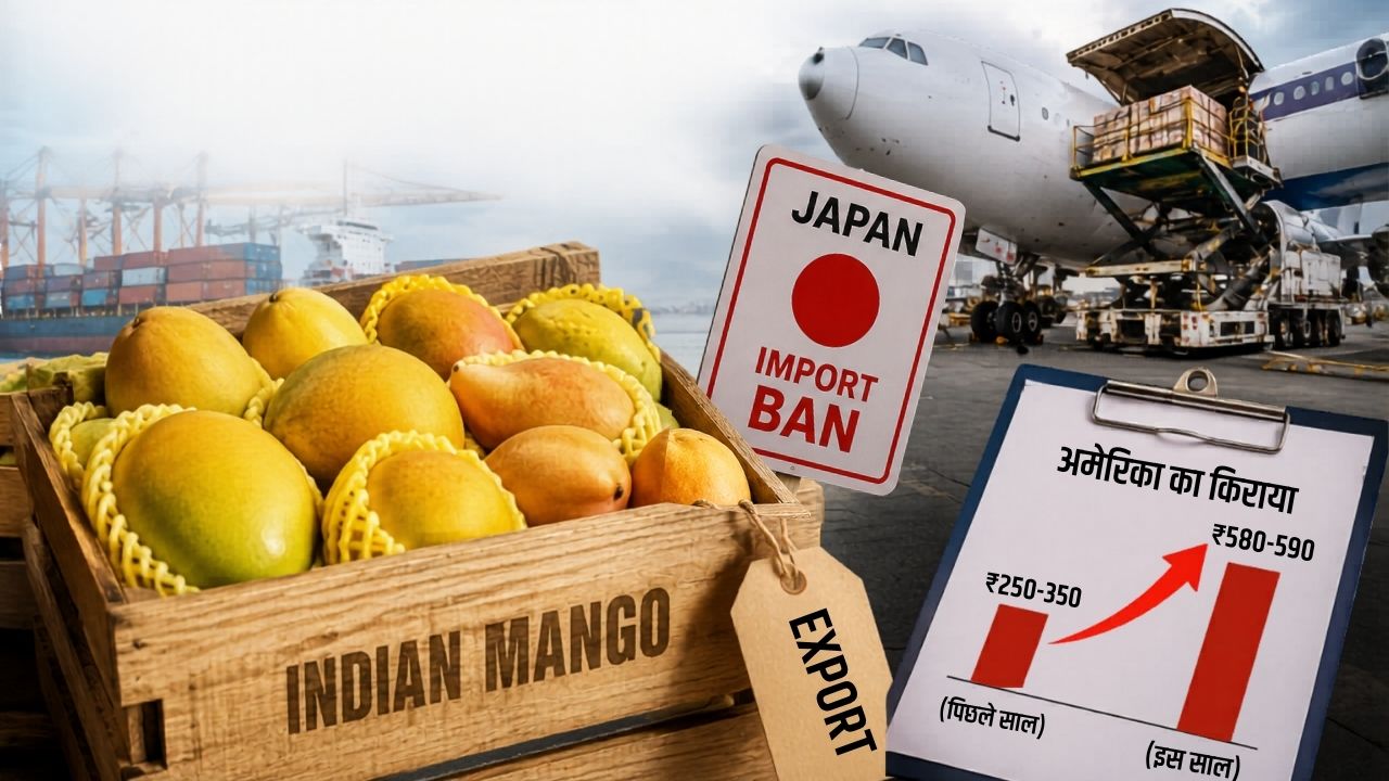 Japan Halts Indian Mango Imports Kesar Alphonso Langra Export Also Gets Double As Shipping Costs Increases
