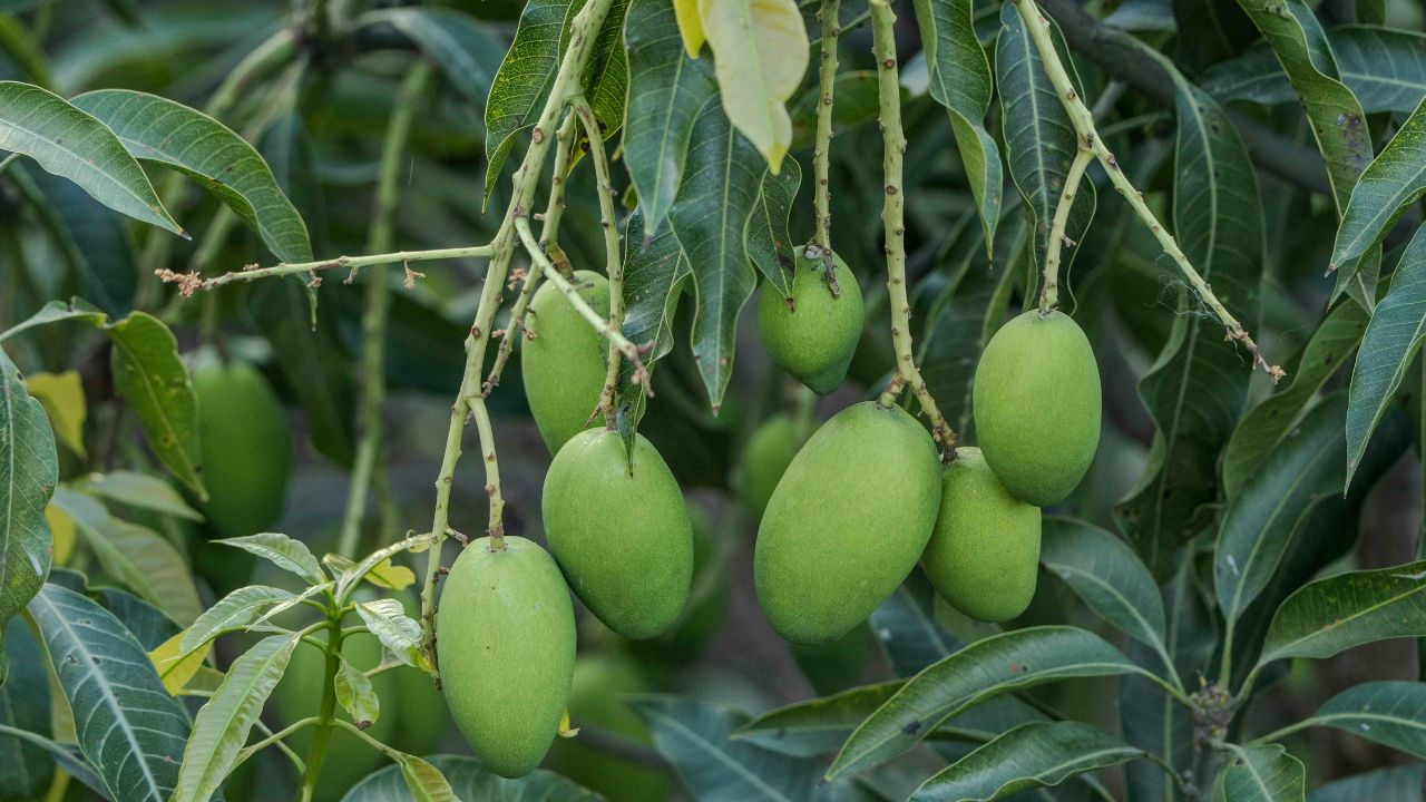 Mango Fruit Drop Due To Climate Change Stone Hardening Stage Pest Control In Mango Farming