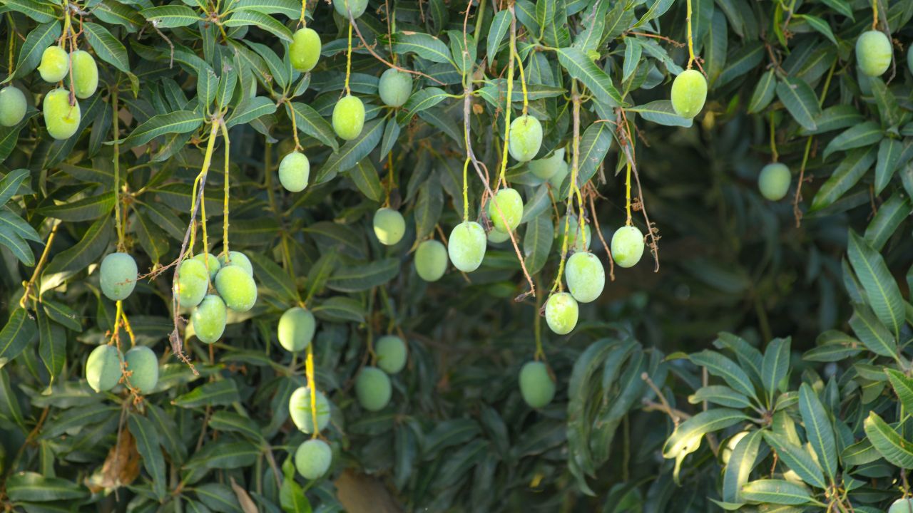 Aam Ki Kheti Ke Tips Mango Shoulder Browning Disease Causes Symptoms Prevention Of Fungal Infection In Mangoes