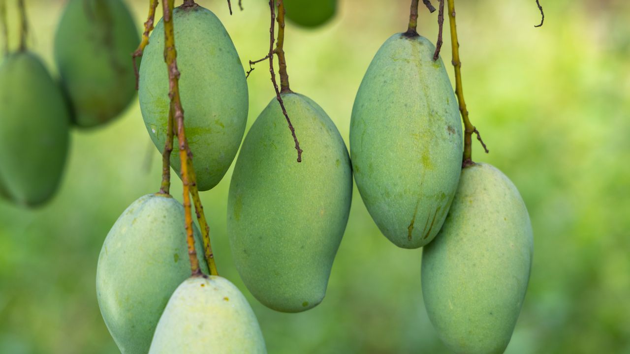 Mango Farming Heatwave Management Tips To Protect Fruits From Extreme Summer Temperature