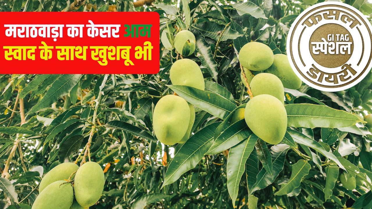 Marathwada Kesar Mango Mango Characteristics And Cultivation Methods Gi Tag Special Story