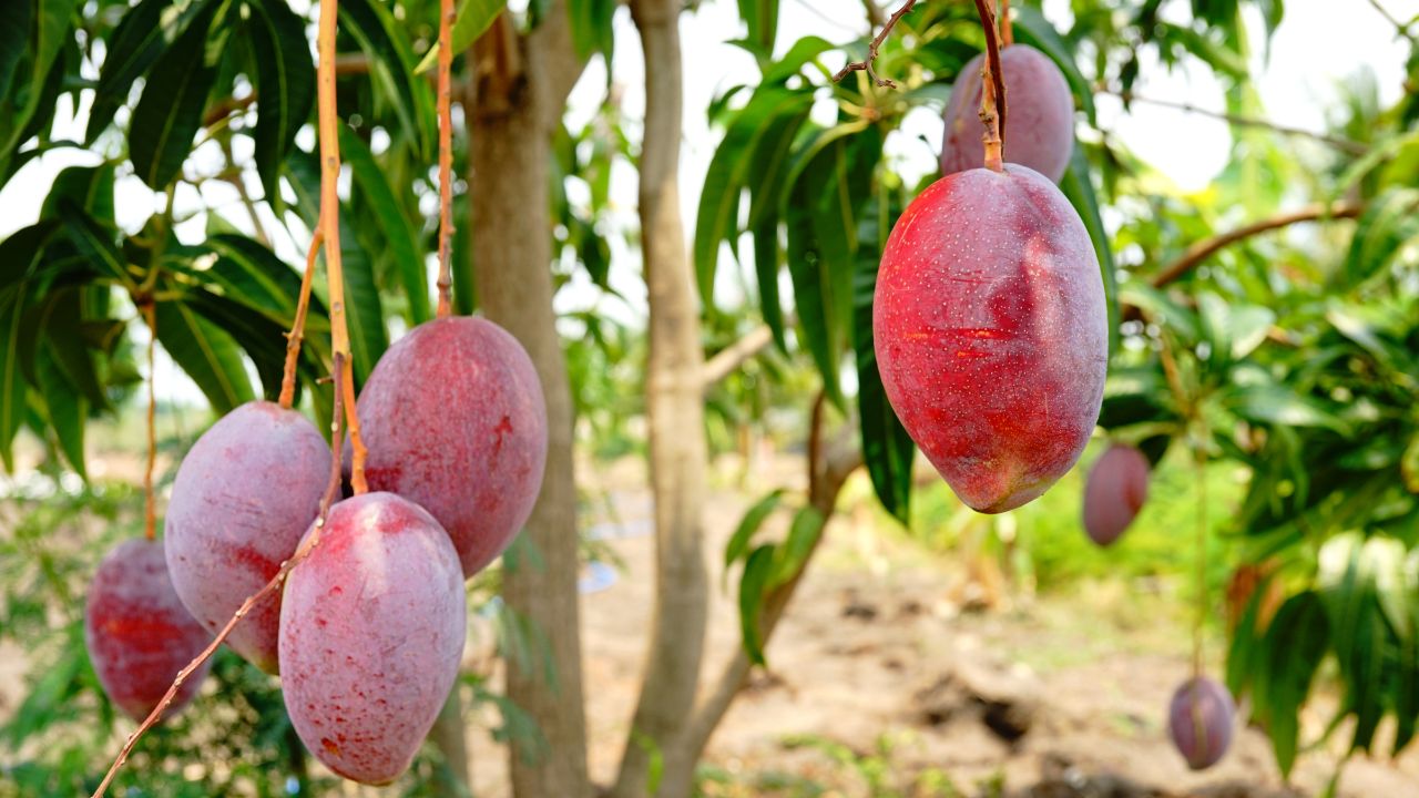 Worlds Most Expensive Mango Variety Japanese Miyazaki Mangoes Price Speciality